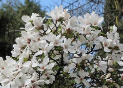 Magnolia loebneri kobus / Fahér liliomfa